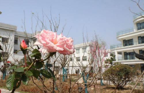 淮安市花——月季