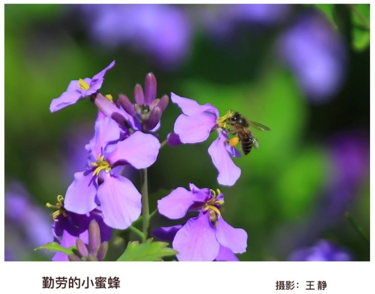 勤劳的小蜜蜂