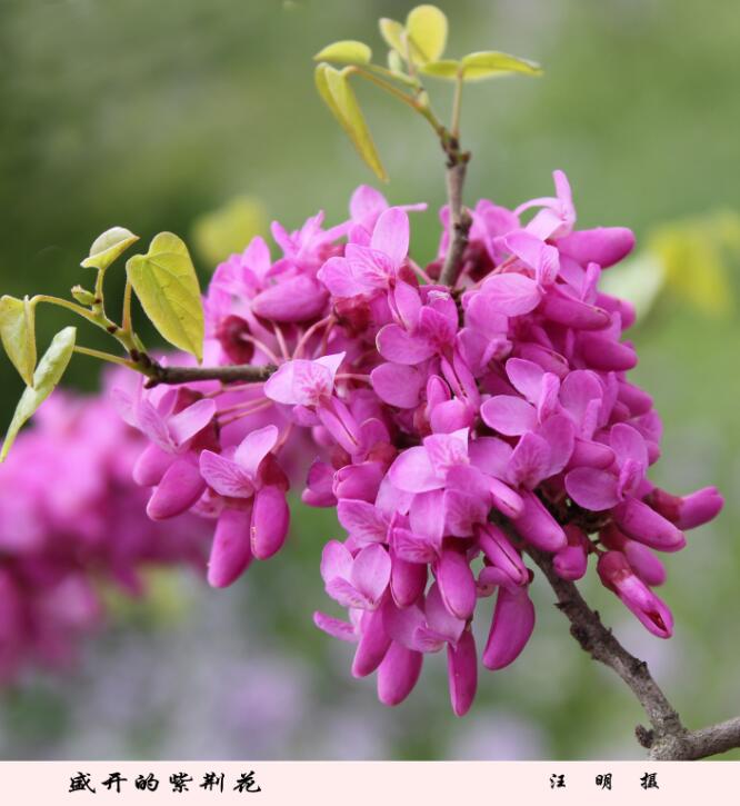 汪明-盛开的紫荆花